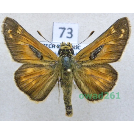 Hesperia comma (Linnaeus, 1758) Czech73